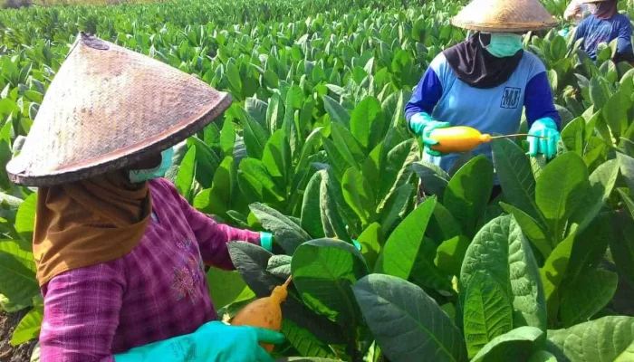 Penolakan Terhadap Penyetaraan Zat Adiktif dalam RUU Kesehatan Memunculkan Kontroversi