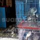 Harga tiket bus depok solo