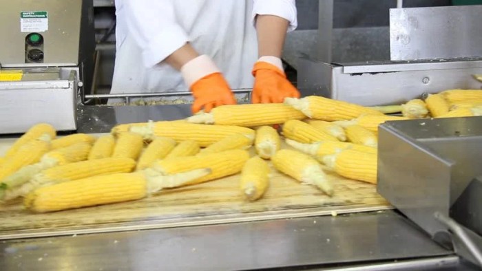 Corn factory processing shutterstock