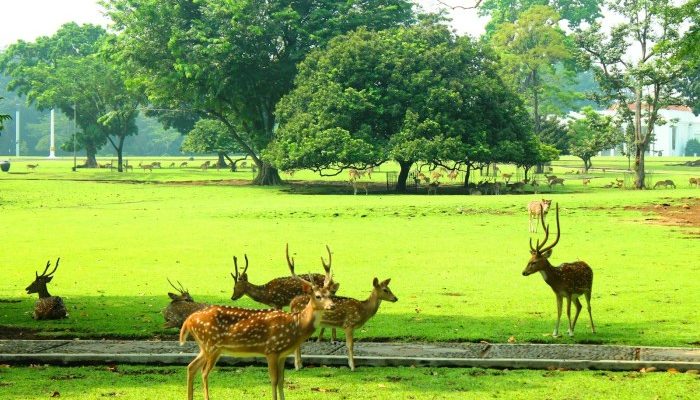 Harga Tiket Taman Topi Bogor 2019, Nikmati Keindahan Alam Kota Hujan
