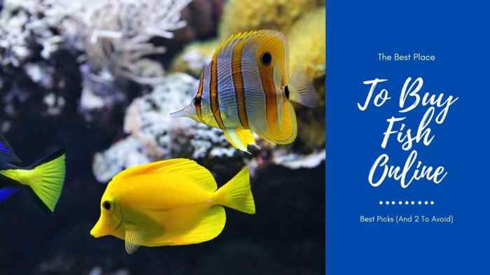 Cara jual ikan online