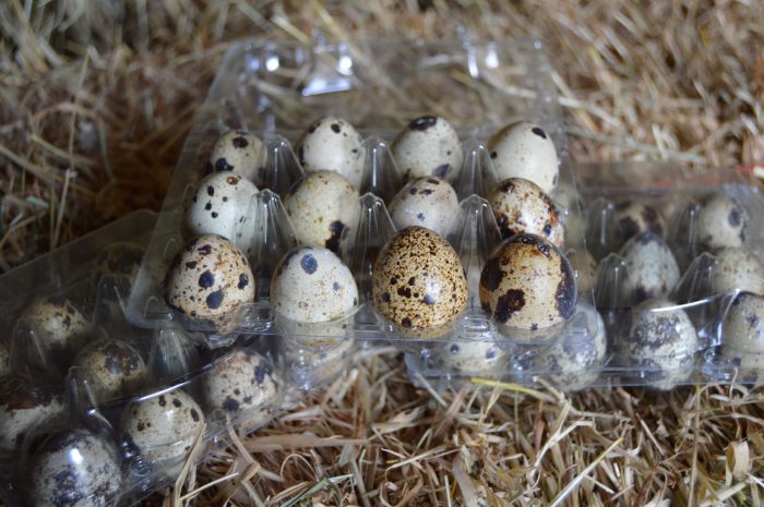 Quail dozen