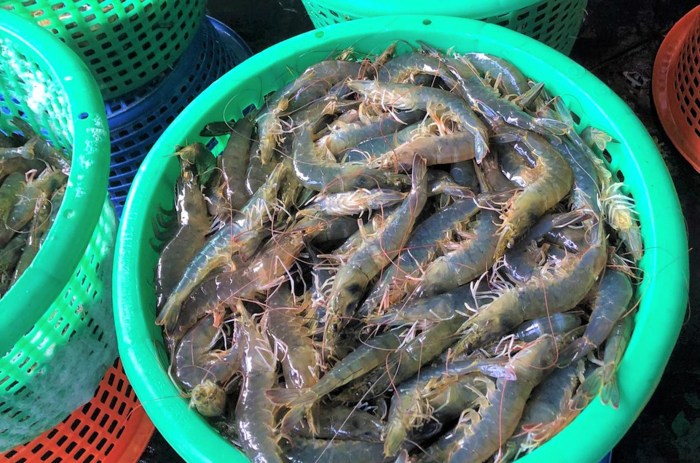 Cara Jual Udang Vaname, Strategi Pemasaran dan Teknik Penjualan yang Efektif