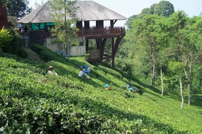 Harga tiket masuk kebun teh wonosari