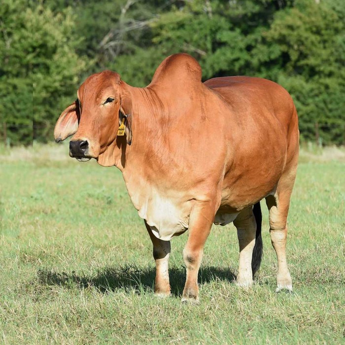 Forced farmers cows