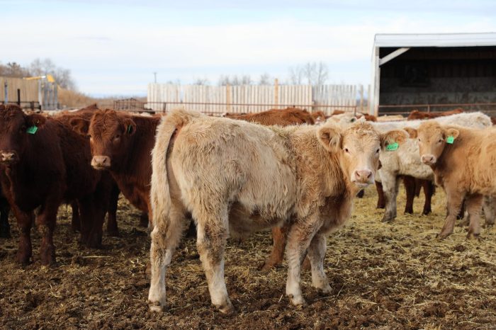 Cattle raising maximize arrowquip feedlot