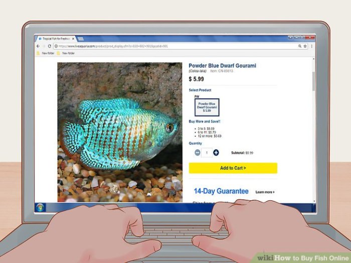 Fish buy