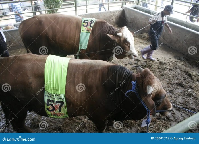 Warwick 674c heifers yearling