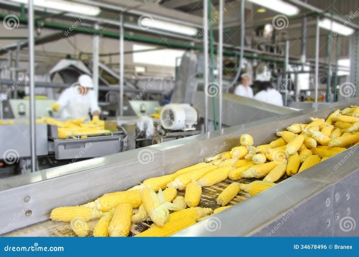 Cara jual jagung ke pabrik