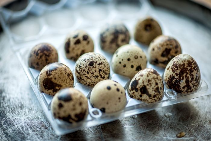 Cara jual telur puyuh