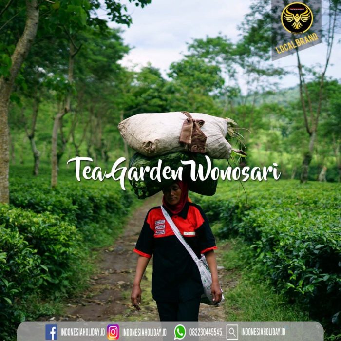 Wonosari malang plantation agro