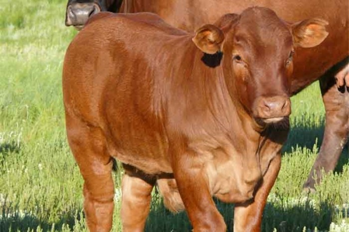 Cara menjual sapi ke rph