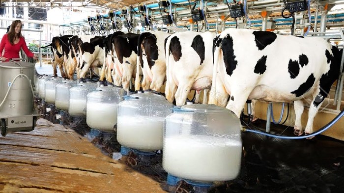 Cara Bisnis Sapi yang Menguntungkan, Panduan Komprehensif