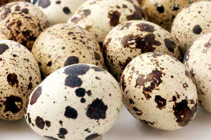 Quail health farming heritageacresmarket popularity immense farmed