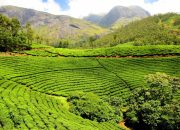 Harga Tiket Masuk Kebun Teh Wonosari, Piknik Seru di Alam!