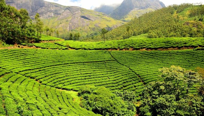 Harga Tiket Masuk Kebun Teh Wonosari, Piknik Seru di Alam!