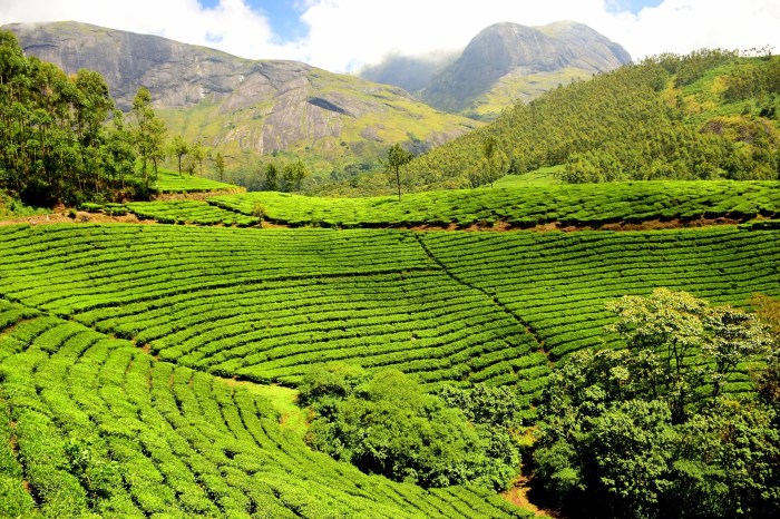 Harga tiket masuk kebun teh wonosari