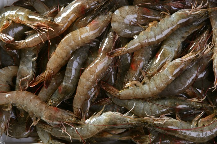 Cara jual udang vaname