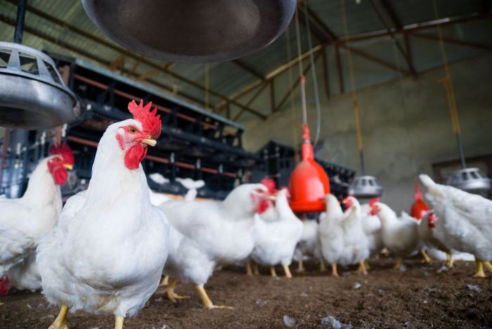Cara memulai bisnis ayam potong
