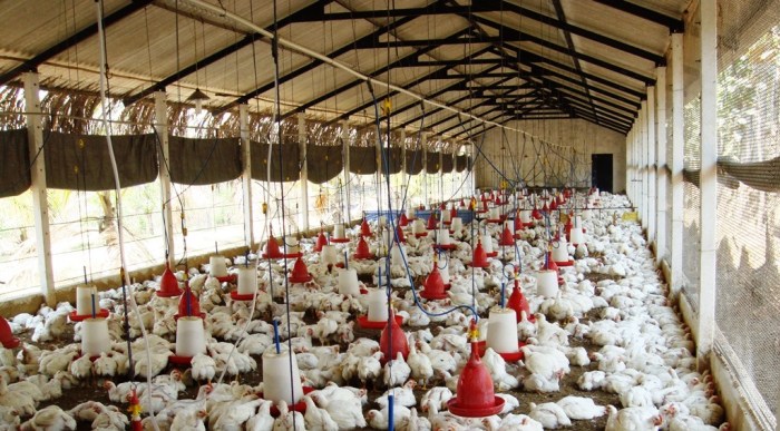Cara memulai bisnis ayam potong