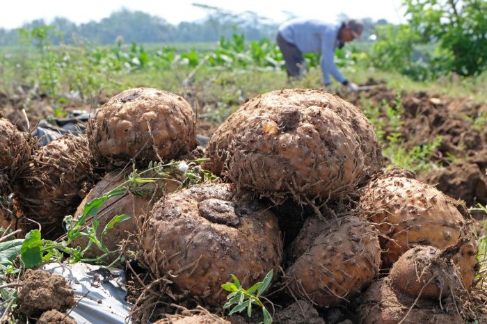Cara menjual porang