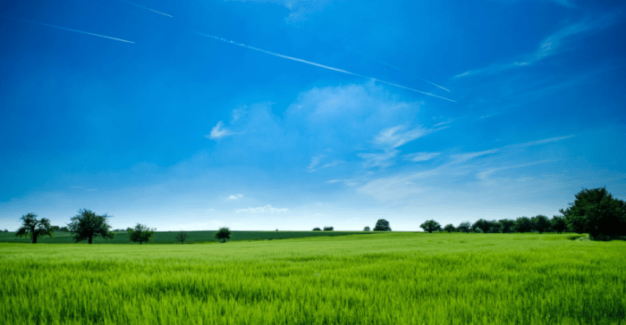 Fast nationwide grass plots midc pap classifieds