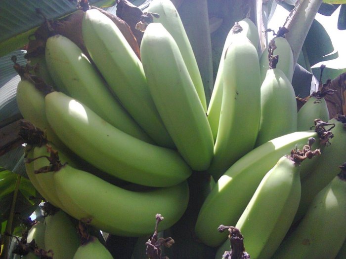 Cara menjual pisang cavendish