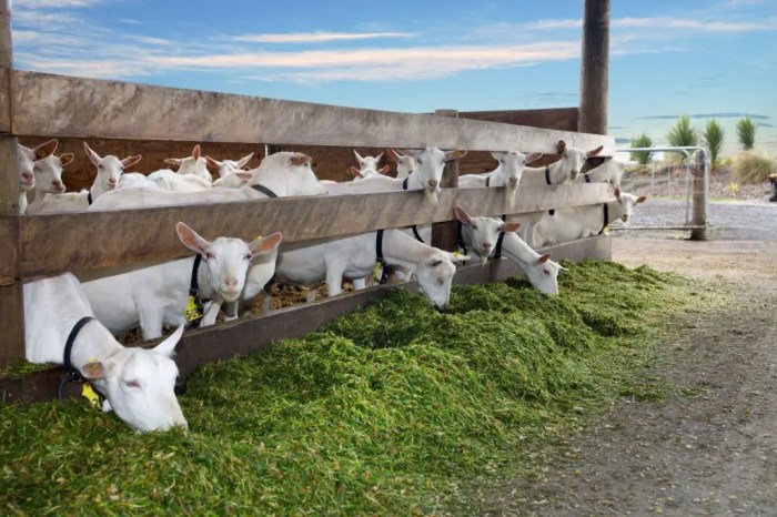 Cara bisnis ternak kambing