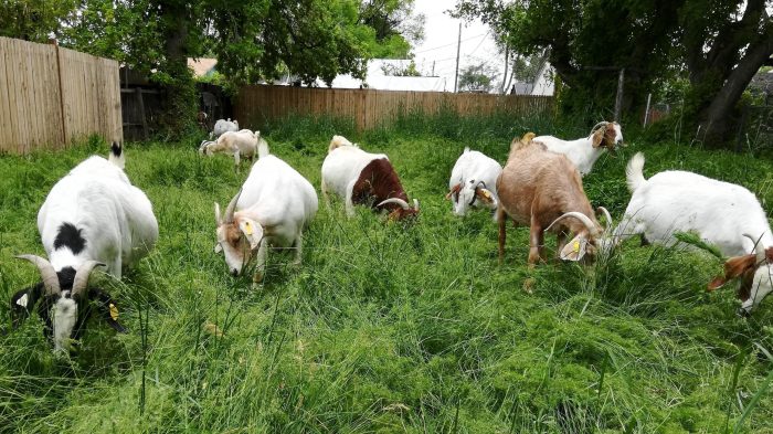 Goat farming sheep business goats plan plans farm housing basics profits sheepfarm entrepreneur nigerian step