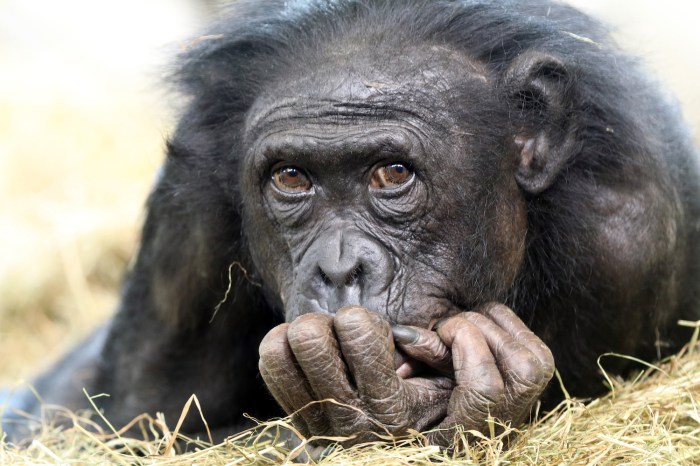 Human evolutionary consequences