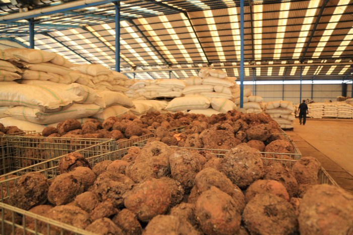 Cara Jual Porang, Panduan Praktis Raih Untung Maksimal