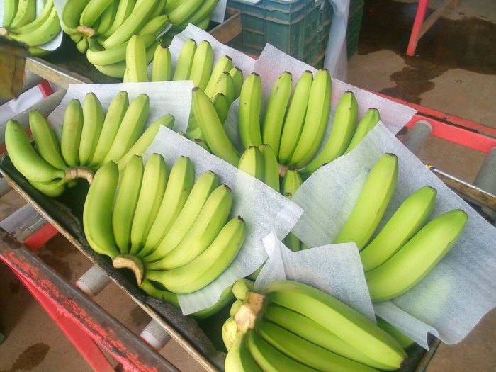 Cavendish bananas philippines buy fruit plants davao