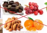 Resep Detox Asam Lambung Ampuh, Atasi Maag dan Perut Nyaman dengan Bahan Alami yang Mudah Didapat