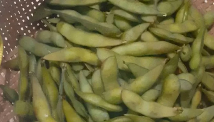 Resep Edamame Rebus, Cara Mudah dan Sehat Menikmati Camilan Lezat dalam 10 Menit, Cocok untuk Diet dan Keluarga