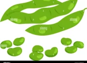 Resep Edamame Sushi Tei, Rahasia Nikmatnya Sajian Sehat dan Praktis untuk Santap Malam yang Berbeda