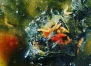 Resep Lembayung Lezat dan Praktis, Nikmati Kelezatan Sayuran Tradisional dengan Cara Modern yang Menyegarkan