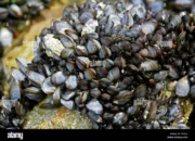Resep Mytilus Edulis Lezat, Rahasia Olahan Kerang Hijau yang Mudah dan Kaya Nutrisi untuk Menu Sehari-hari