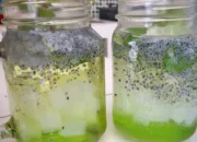 Resep Squash Melon Segar, Cara Mudah Membuat Minuman Sehat dan Menyegarkan di Rumah dengan Bahan Sederhana