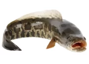 Resep Umpan Ikan Lele Terbaik, Rahasia Jitu Mancing Lebih Banyak dalam Waktu Singkat, Dijamin Ampuh!