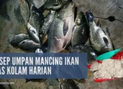 11 Resep Umpan Mancing Ikan Mas Terbaik, Rahasia Jitu Raih Strike Lebih Cepat dan Mudah Dibuat di Rumah