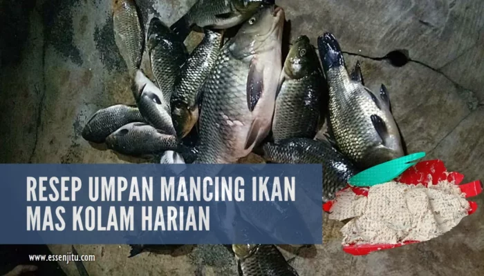 11 Resep Umpan Mancing Ikan Mas Terbaik, Rahasia Jitu Raih Strike Lebih Cepat dan Mudah Dibuat di Rumah