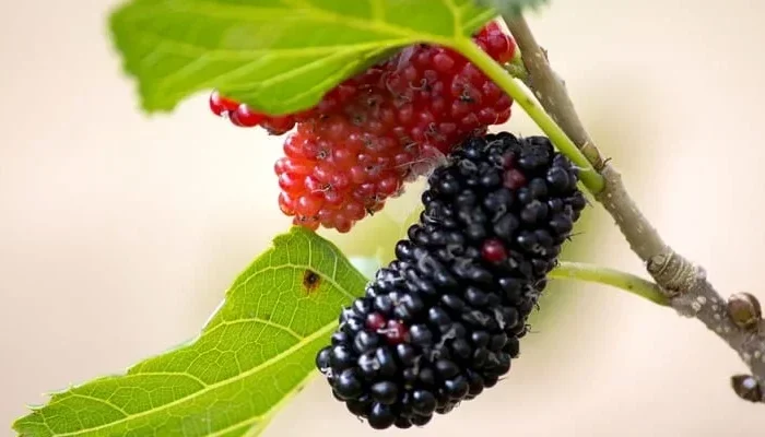 378 Resep Jus dan Ramuan Herbal Terbaik untuk Kesehatan Optimal, Segar Setiap Hari Tanpa Ribet