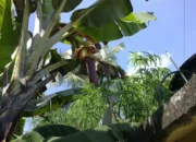 Resep Pisang 40 Hari, Rahasia Mudah Menanam Pisang Cepat Berbuah, Hasil Melimpah Tanpa Ribet!