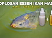 44 Resep Essen Oplosan Terbaik, Rahasia Sukses Mancing dengan Hasil Maksimal dan Cepat Dapat Ikan!