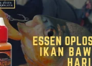 44 Resep Essen Oplosan Ikan Patin Terbaik, Rahasia Mancing Ampuh dan Hasil Tangkapan Melimpah Tanpa Ribet