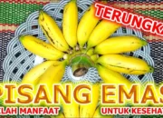70 Resep Masakan Minang Terbaik, Nikmati Cita Asli Padang yang Menggugah Selera dan Mudah Dipraktikkan di Rumah