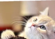 Rahasia Menakjubkan!  Manfaat Memelihara Kucing di Rumah untuk Keluarga Bahagia