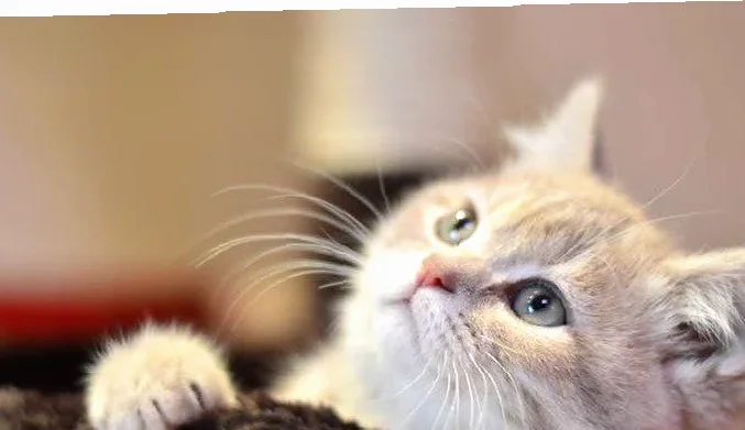 manfaat memelihara kucing di rumah