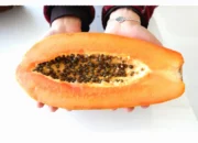 manfaat pepaya untuk bayi