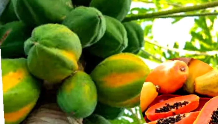 Rahasia Pepaya untuk Pencernaan Sehat & Optimal!
